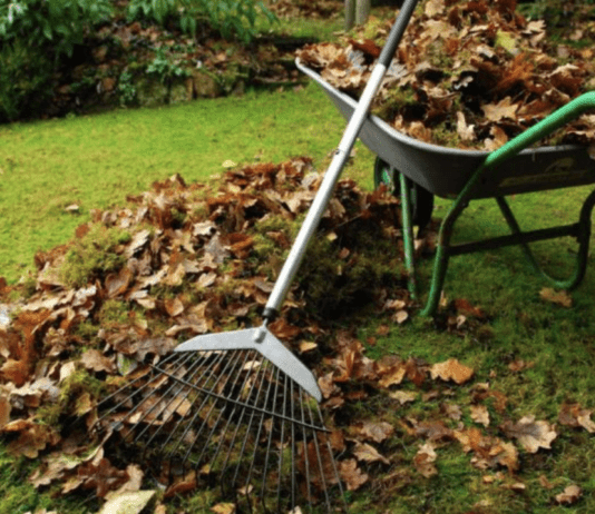 Проблема опалого листя в Полтаві