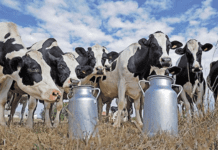 Перша молочна ферма сімейного типу