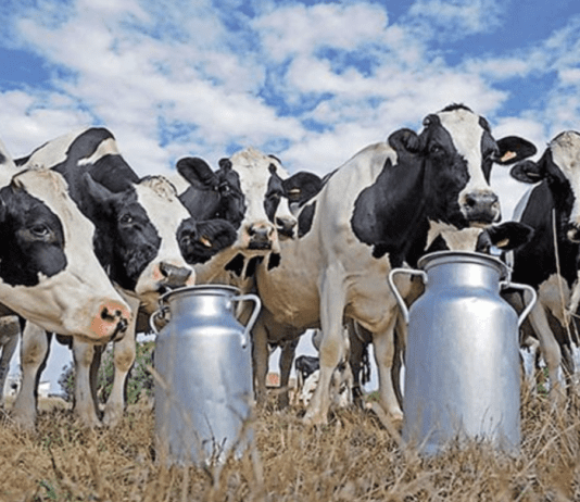 Перша молочна ферма сімейного типу