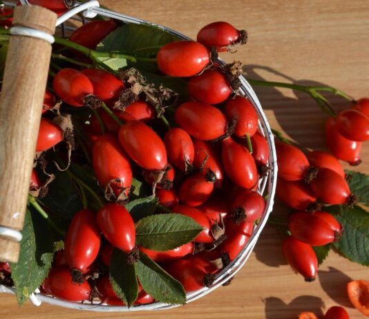 Шипшина як неймовірно корисна ягода для організму людини