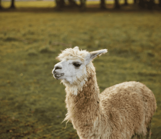 Екопарк “Ковалівка”