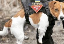 Найпопулярніші породи собак у Полтавській області