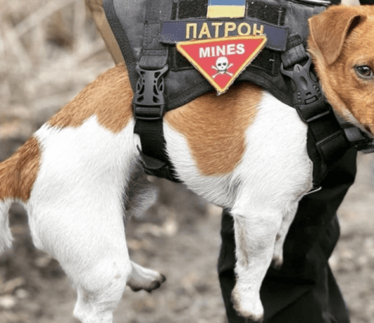 Найпопулярніші породи собак у Полтавській області