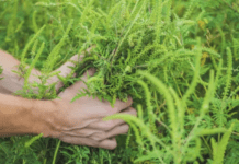 Боротьба з амброзією в Полтаві