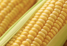Діти цариці полів: гібриди кукурудзи Полтавщини