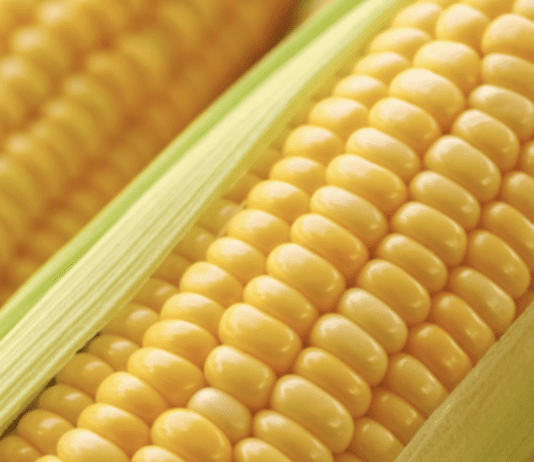 Дети «царицы полей»: гибриды кукурузы Полтавщины