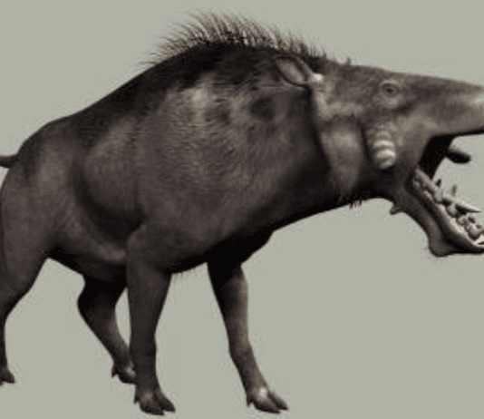 Вкусные красавцы, или “Суперсвинья” из Полтавы