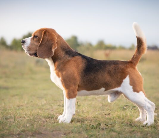 Ветеринарні препарати у лікуванні собак: Огляд та рекомендації