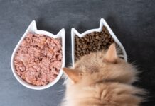 Як вибрати вологий корм для котів