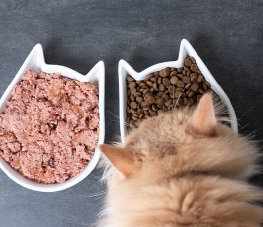 Как выбрать влажный корм для котов