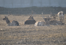 Казковий світ «Бабусиного дворика»: контактний зоопарк для дітей та дорослих на Полтавщині