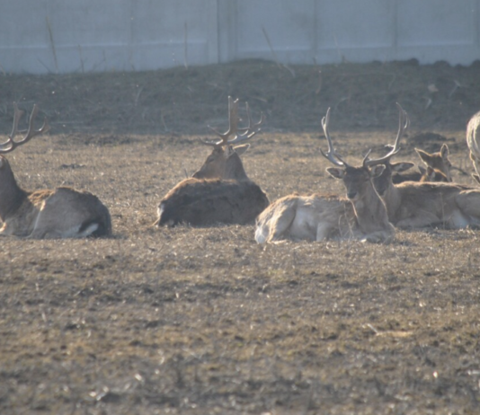 Казковий світ «Бабусиного дворика»: контактний зоопарк для дітей та дорослих на Полтавщині