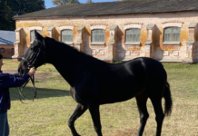 Історія одного досягнення: як на Полтавщині вивели нову породу коней?