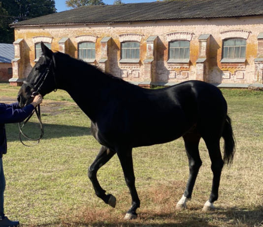 Історія одного досягнення: як на Полтавщині вивели нову породу коней?