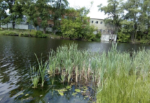 Забруднення річок Полтавщини: причини, наслідки та шляхи вирішення