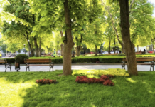 Сквер імені Олега Бабаєва: як зелений куточок став символом вшанування видатного мера?