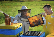 Інновації у бджільництві Полтавщини: сучасні технології та тренди