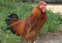 Полтавська глиняста: гордість птахівництва Полтавщини