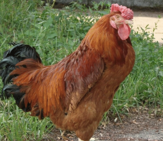 Полтавська глиняста: гордість птахівництва Полтавщини