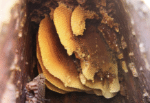 Історія медоносного промислу: бортництво Полтавської землі