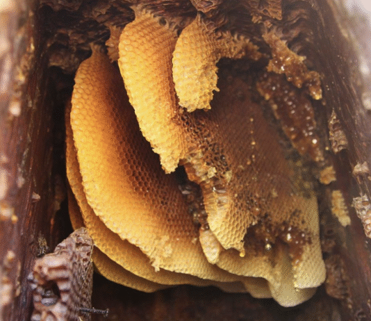 Історія медоносного промислу: бортництво Полтавської землі