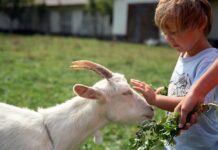 Найвідоміші екологічні ферми Полтави та області