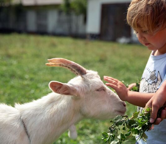 Найвідоміші екологічні ферми Полтави та області