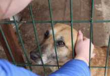 Топ притулків для тварин у Полтаві