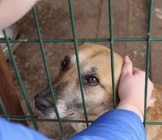 Топ притулків для тварин у Полтаві