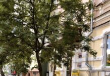 Комора – перша галушкова мануфактура